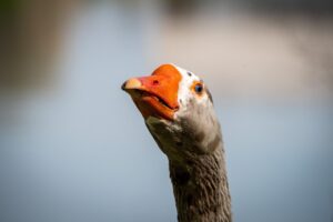 スクリーンショットの証拠はどこまで使えるのか？