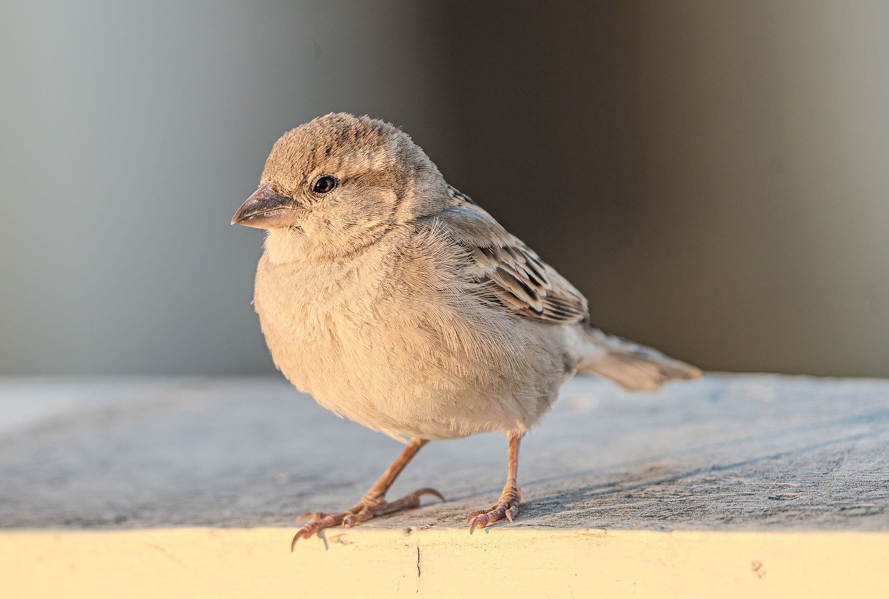 不倫の慰謝料はいつまで請求できる？時効について解説します。
