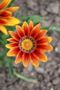 不倫の証拠取得から離婚までの手順は？