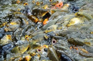 離婚調停で不倫を争う流れとはどのようなものですか？