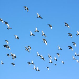 不倫の証拠を依頼する方法は？